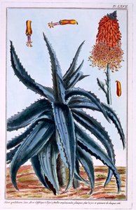 Aloe, illustration from 